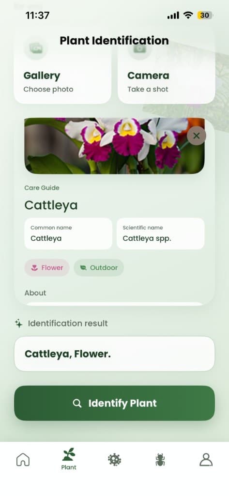 PlantDoctor identify result showing Cattleya orchid care guide summary